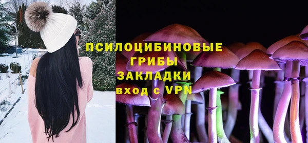 хмурый Аркадак